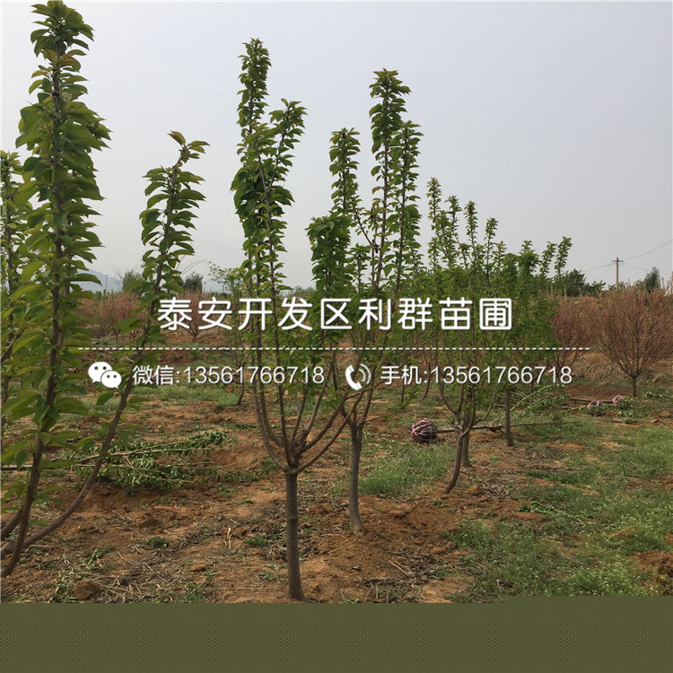 绿色生态源泉与经济发展新动力，苗木基地的崛起与繁荣之路