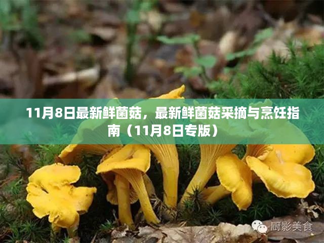 11月8日最新鲜菌菇采摘与烹饪指南，专享大自然的馈赠